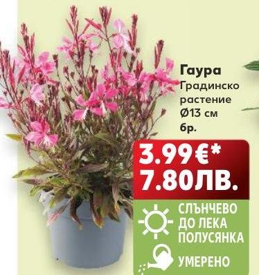 Гаура Градинско растение Ø13 см – Кауфланд – Цена