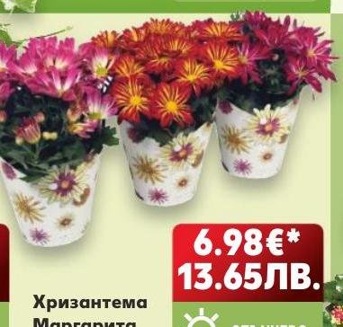 Хризантема Маргарита в саксия – Кауфланд – Цена