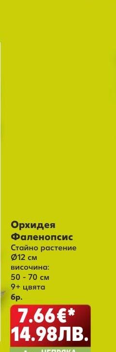 Орхидея Фаленопсис – Кауфланд – Цена