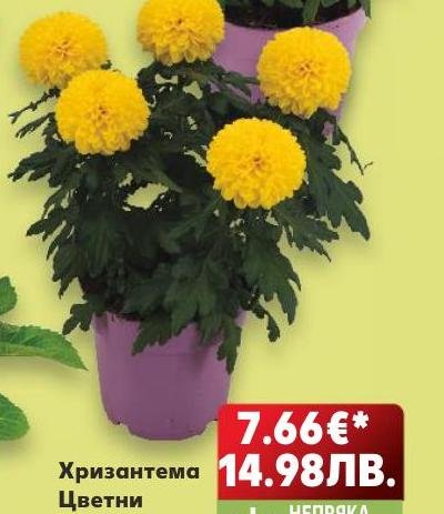 Хризантема Цветни – Кауфланд – Цена