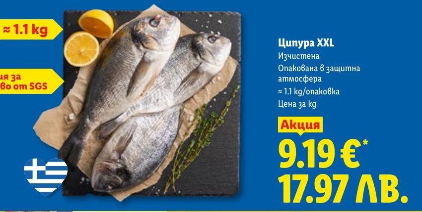 Ципура XXL – Лидл – Цена