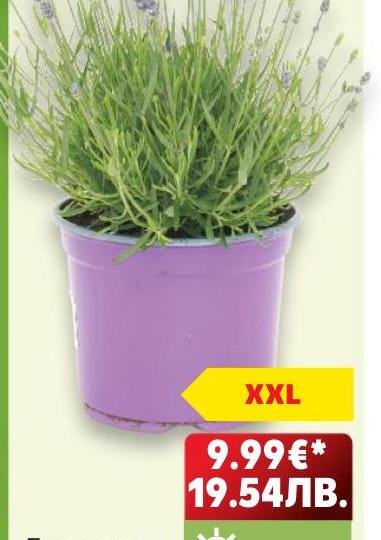 Лавандула в саксия XXL – Кауфланд – Цена