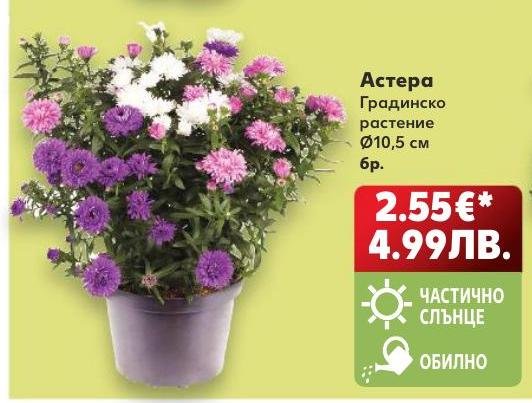 Астера градинско растение Ø10,5 см – Кауфланд – Цена