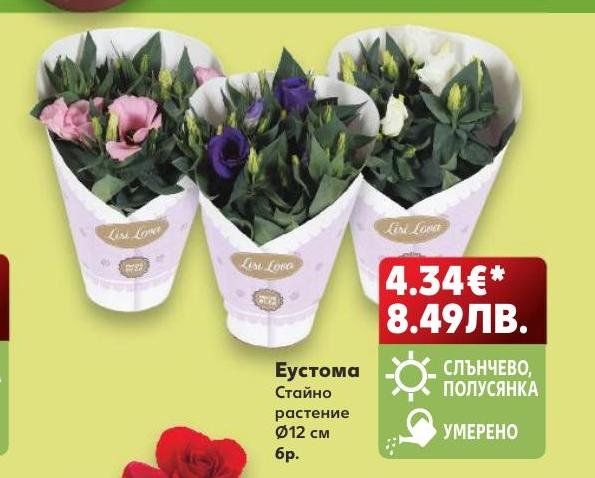Еустома стайно растение Ø12 см – Кауфланд – Цена