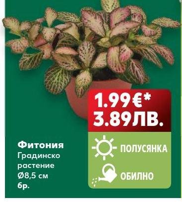 Фитония Градинско растение Ø8,5 см – Кауфланд – Цена