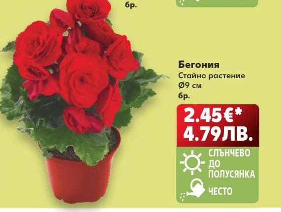 Бегония стайно растение Ø9 см – Кауфланд – Цена