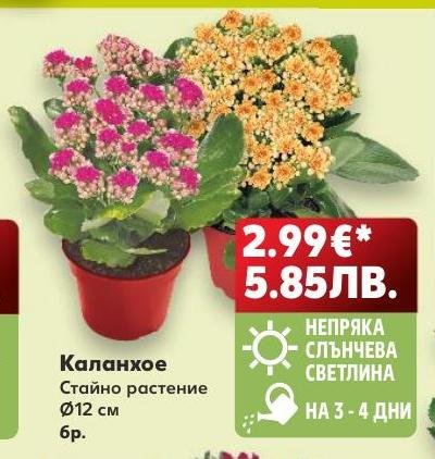 Каланхое – Кауфланд – Цена