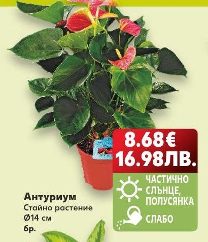 Антуриум – Кауфланд – Цена
