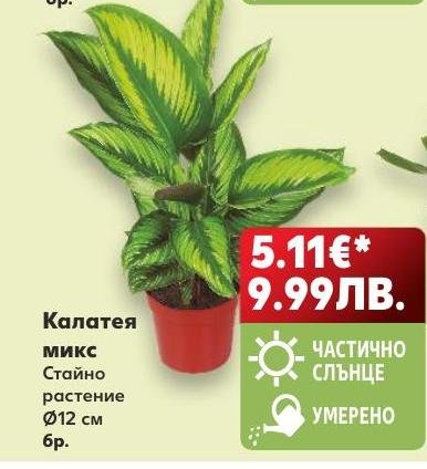 Калатея микс – Кауфланд – Цена