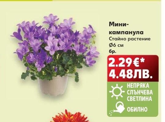 Мини-кампанула – Кауфланд – Цена