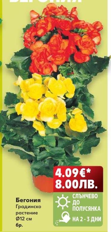 Бегония – Кауфланд – Цена