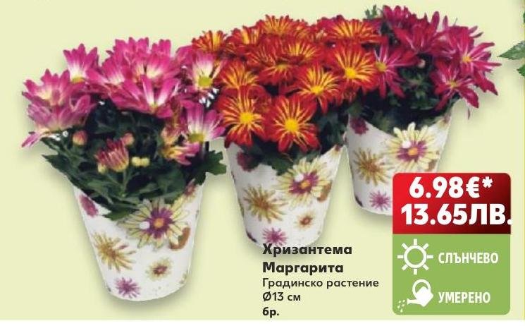 Хризантема Маргарита – Кауфланд – Цена