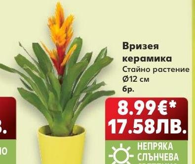 Вризея керамика – Кауфланд – Цена