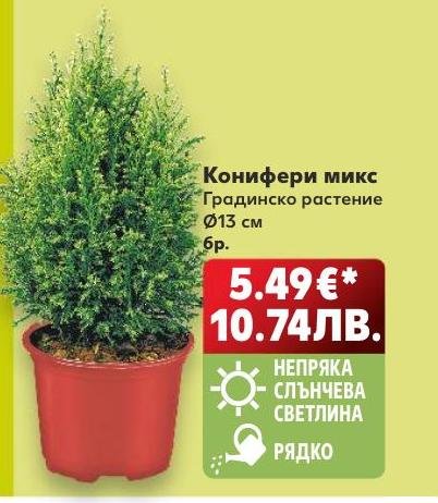 Конифери микс – Кауфланд – Цена