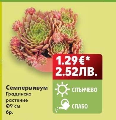 Семпервивум – Кауфланд – Цена