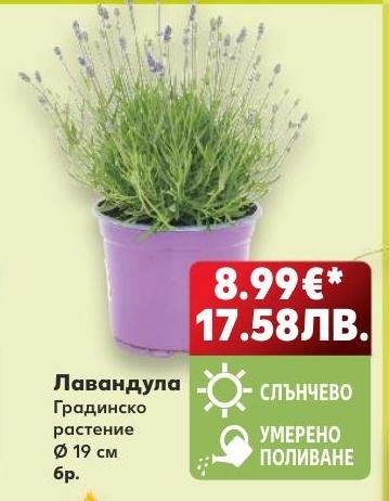 Лавандула – Кауфланд – Цена