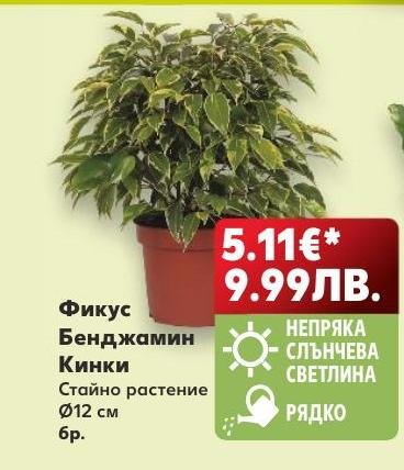 Фикус Бенджамин Кинки – Кауфланд – Цена