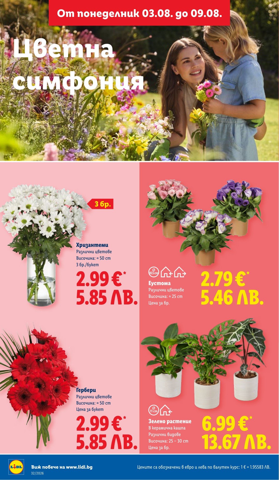 Зелено растение е в промоцията на Лидл на цена 6.99 лв